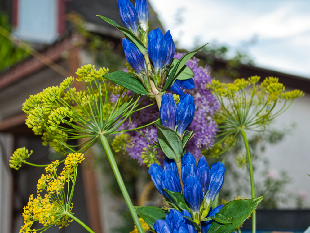 Dill und blaue Blüten