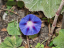 Vorschaubild: Blaue Blüte