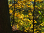 Vorschaubild: Herbstliches Blattwerk
