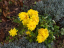 Vorschaubild: Gewächs mit gelben Blüten