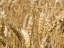 Vorschaubild: Reifes Getreide