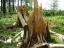 Vorschaubild: Abgebrochener Baumstumpf