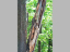 Vorschaubild: Morscher Baum