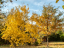 Vorschaubild: Herbstlaub an Bäumen