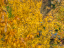 Vorschaubild: Herbstliches Blätterwerk