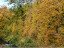 Vorschaubild: Herbstbäume